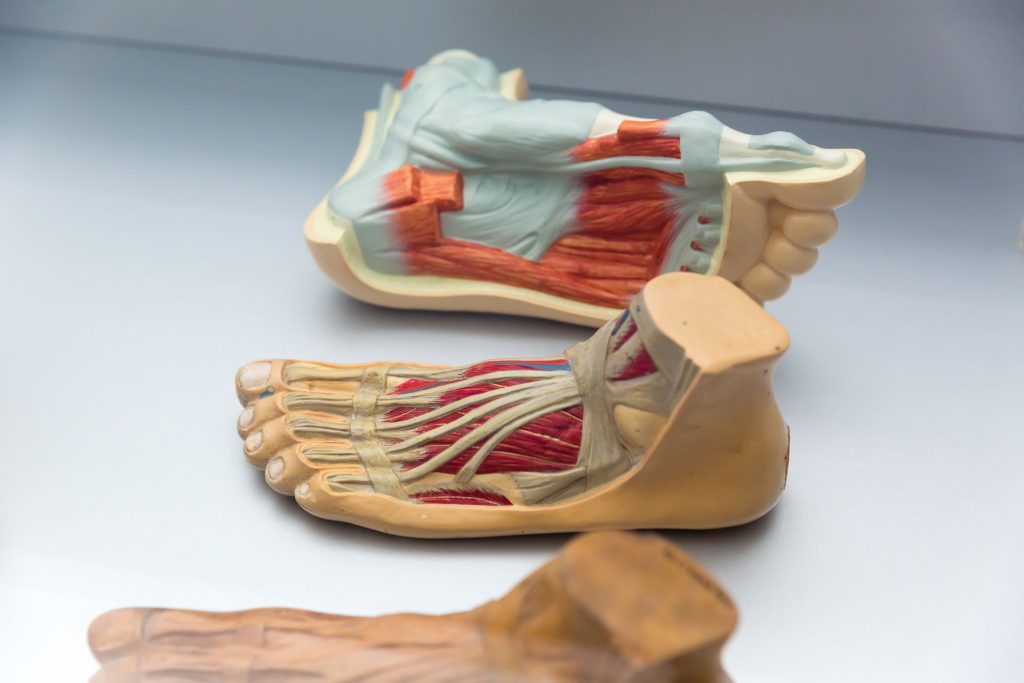 Anatomy of human foot structure, in combination with regenerative medicine